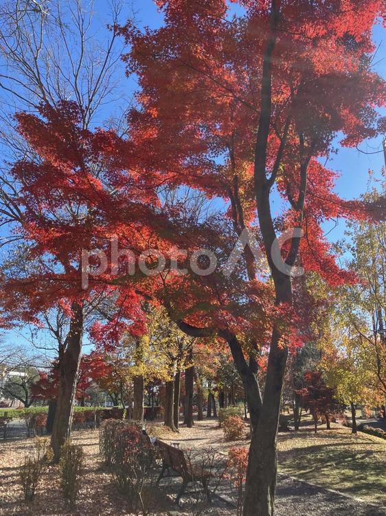 いろはもみじ 秋,もみじ,モミジの写真素材