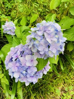 紫陽花 紫陽花の写真