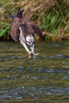 川にダイブするミサゴ、縦位置 ミサゴ,鶚,ウオタカの写真素材