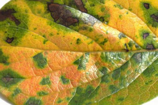 ズームアップした柿の葉 秋,柿の葉,雰囲気の写真素材