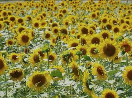 【花の写真】ひまわり畑 【花の写真】ひまわり畑の写真
