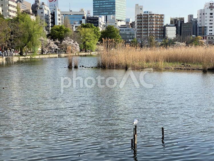 ビル街の中の池：不忍池 不忍池,池,湖の写真素材