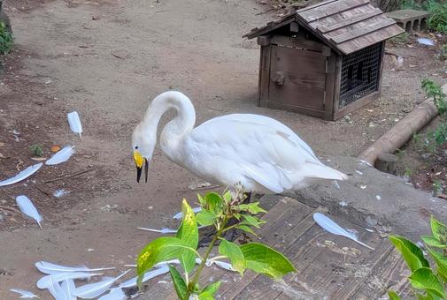 白鳥 白鳥の写真
