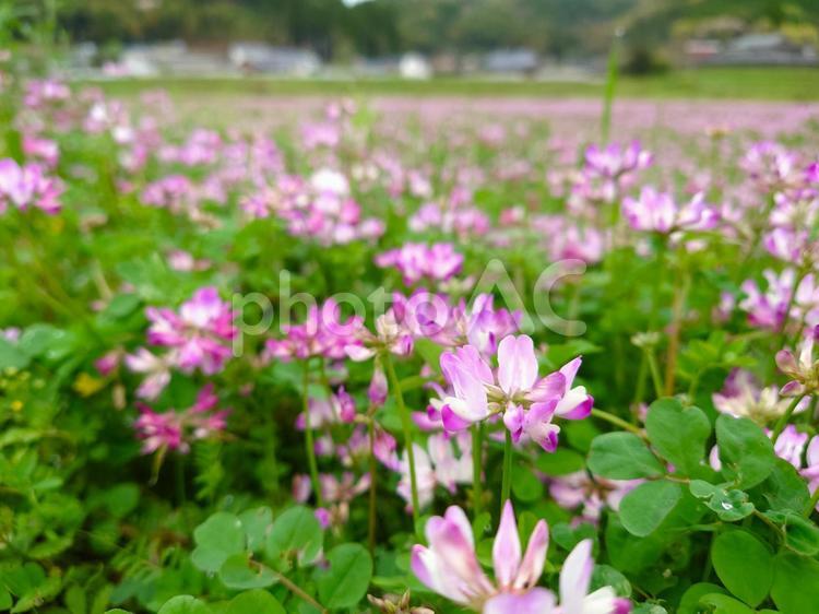 春の畑、レンゲ（蓮華草、ゲンゲ）2 春,花畑,レンゲの写真素材