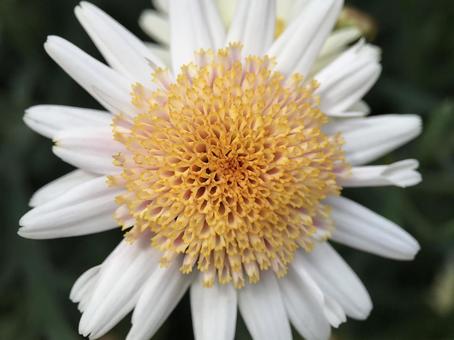 4月のマーガレットの花 2025 4月のマーガレットの花 2025の写真