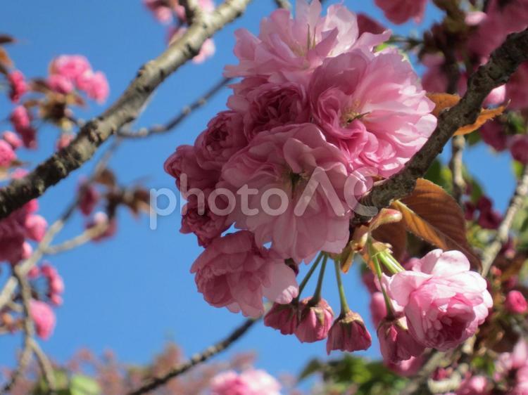 京都・鞍馬寺本殿前の八重桜。 鞍馬,八重桜,桜の写真素材