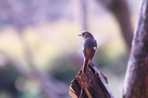 木にとまるジョウビタキの雌 鳥,ジョウビタキ,自然の写真素材