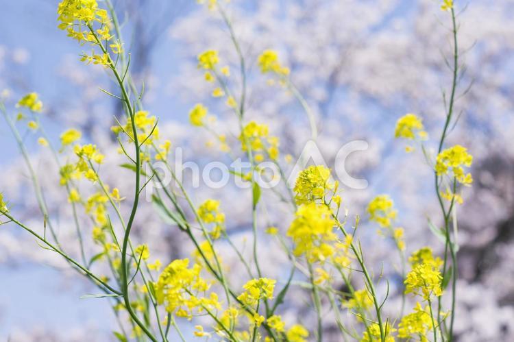 菜の花と桜の花 4月,きいろ,さくらの写真素材