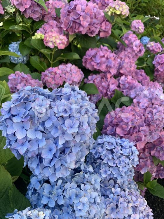 ハートの形をしたあじさい ハート,あじさい,紫陽花の写真素材