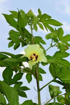 綿7(花) 綿7(花) 綿,花,黄色の写真素材