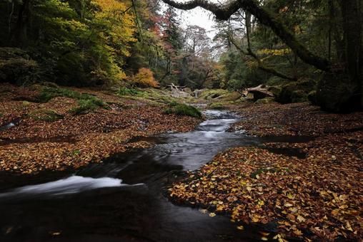 菊池渓谷 菊池渓谷,熊本県,渓流の写真素材