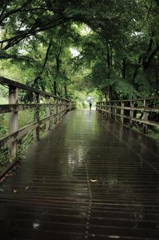 雨の日のお散歩 雨の日のお散歩 梅雨,雨,傘の写真素材