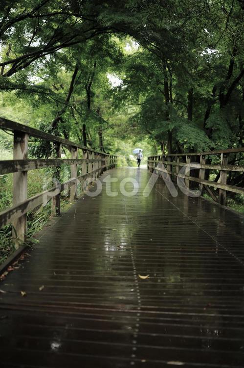 雨の日のお散歩 梅雨,雨,傘の写真素材
