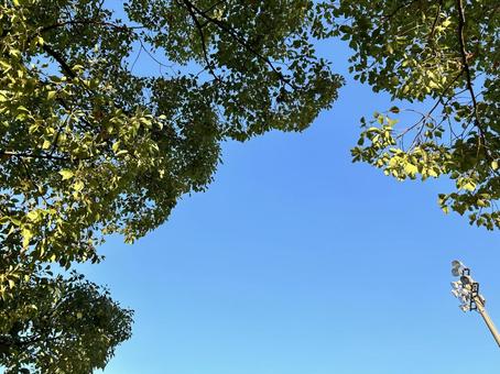 青空と木 青空,水色,明るいの写真素材