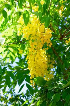 ゴールデンシャワー ゴールデンシャワー,ナンバンサイカチ,黄色い花の写真素材