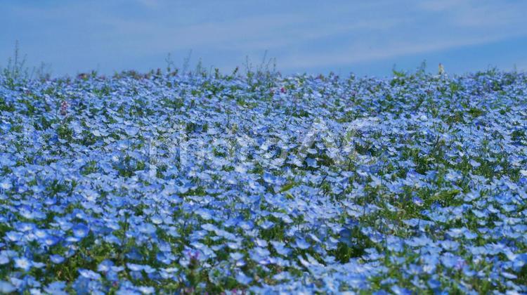 ブルーきらめくひたち海浜公園のネモフィラ ネモフィラ,ひたち海浜公園,青の写真素材