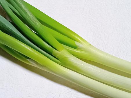 長ネギ 長ネギの写真