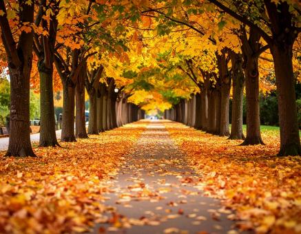 紅葉の木々と落ち葉の続く小道 1 紅葉,街路樹,落ち葉の写真素材