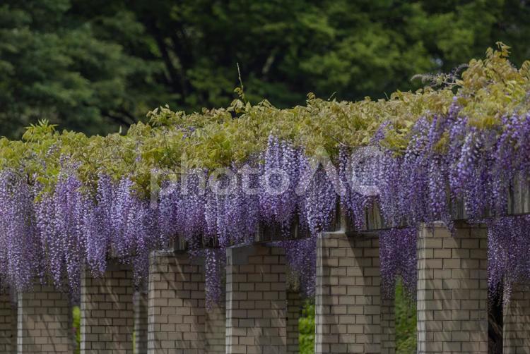 綺麗に垂れ下がって咲いている藤の花 きれい,ふじだな,フジの写真素材