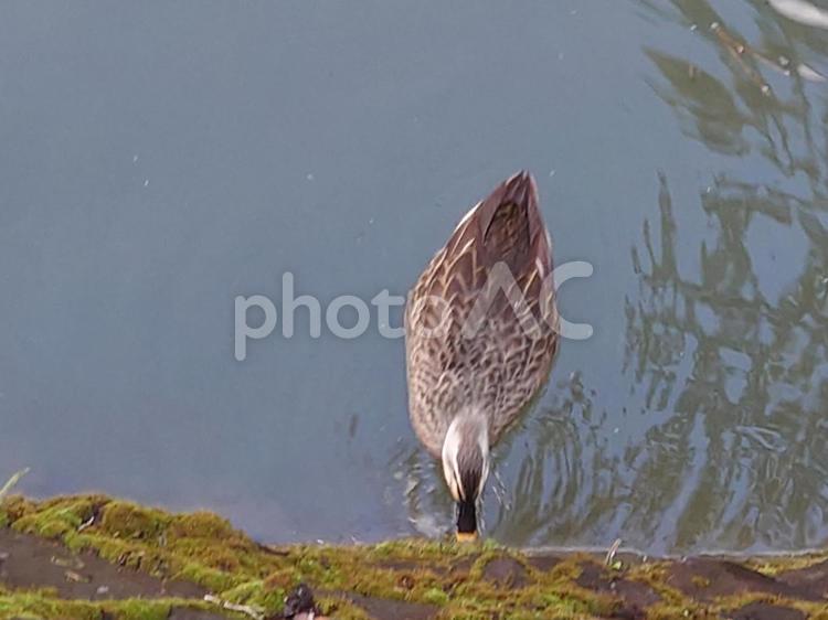 駿府城公園の石垣の苔を食べる鴨 鴨,渡り鳥,鳥の写真素材