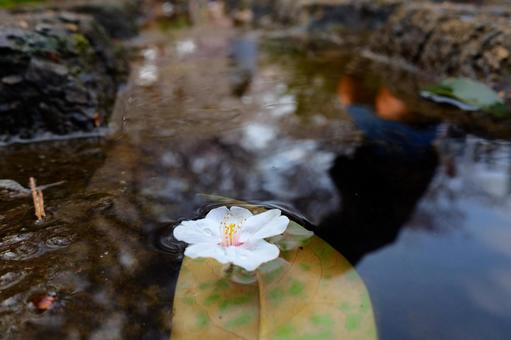 水面の桜 水面の桜の写真
