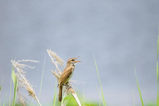 オオヨシキリ(69) オオヨシキリ(69) 鳥,オオヨシキリ,鳥類の写真素材