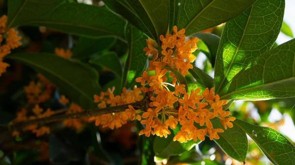 金木犀の花と葉の美しいクローズアップ 金木犀の花と葉の美しいクローズアップ 金木犀,キンモクセイ,花の写真素材