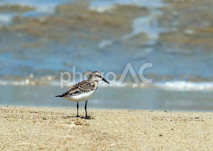 トウネン　シギ　海岸 トウネン,シギ,海岸の写真素材