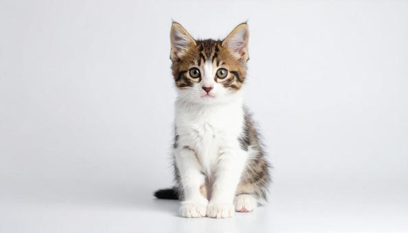 赤ちゃんネコの写真