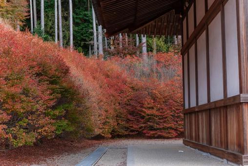 呑山観音寺の紅葉(ドウダンツツジ) 呑山観音寺の紅葉(ドウダンツツジ) 呑山観音寺,福岡,福岡県の写真素材
