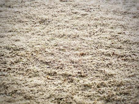 芝生(冬：霜降り) 芝生,草,霜の写真素材