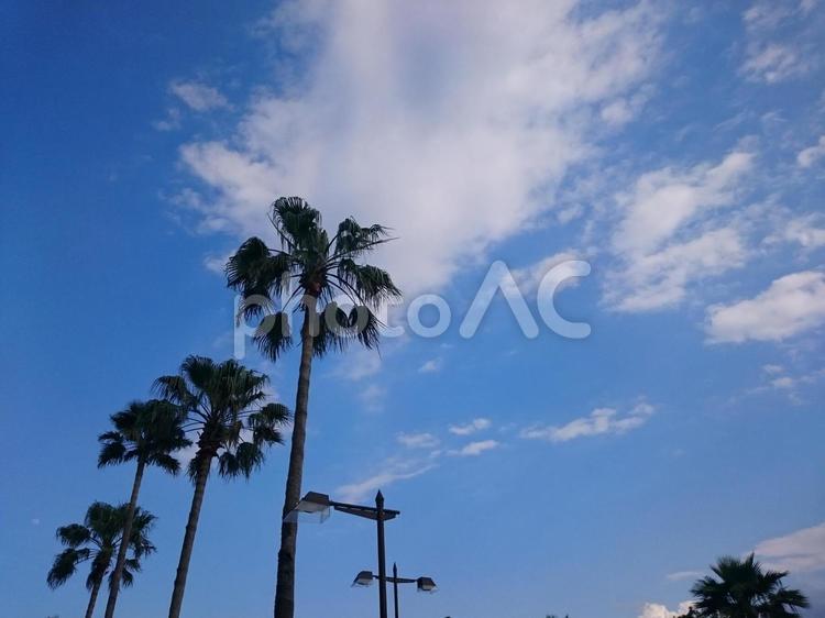 椰子の木 ヤシ,ヤシの木,木の写真素材