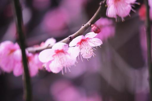 春の美しい梅の花の写真