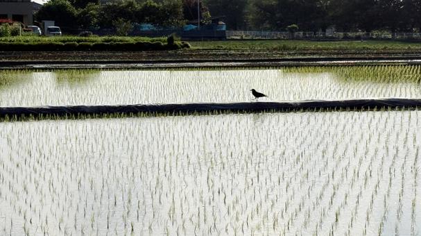 田んぼの畦道にカラスが歩く 田んぼの畦道にカラスが歩く カラス,水田,畦道の写真素材