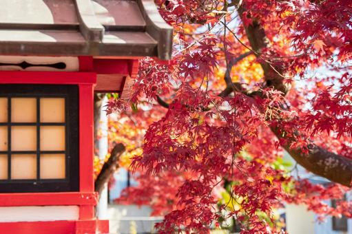 仙台八坂神社(41) 神社,仙台八坂神社,晩秋の写真素材