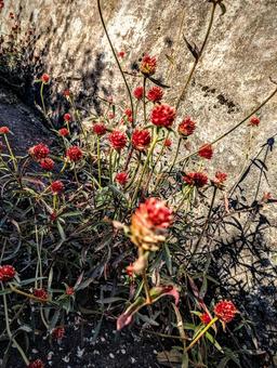 千日紅に 千日紅,花,道端の写真素材