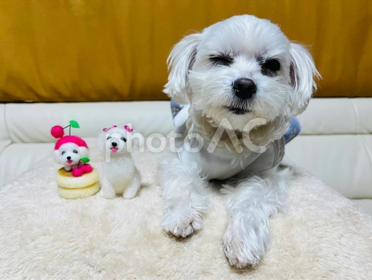 マルチーズと羊毛フェルトの犬 犬,マルチーズ,かわいい犬の写真素材