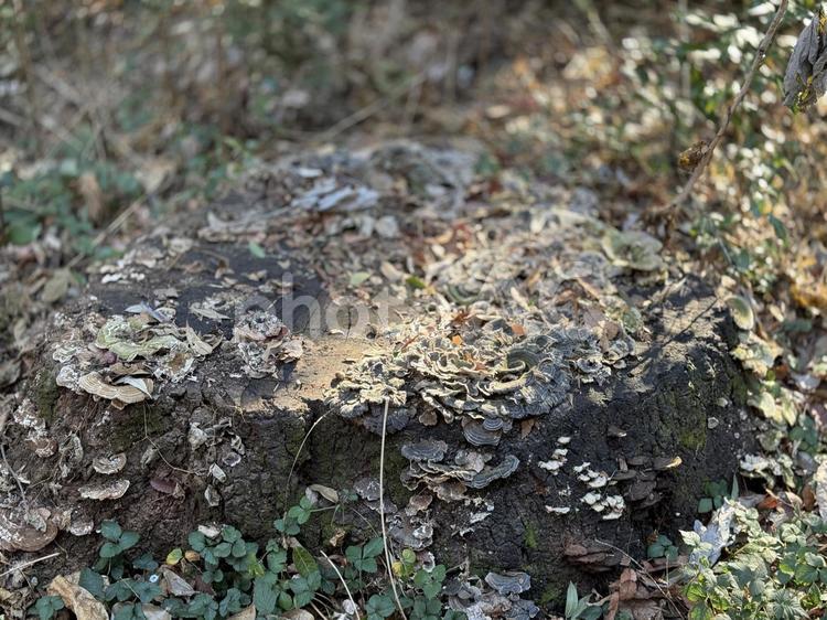 切り株に生えた菌糸類 切り株,キノコ,きのこの写真素材