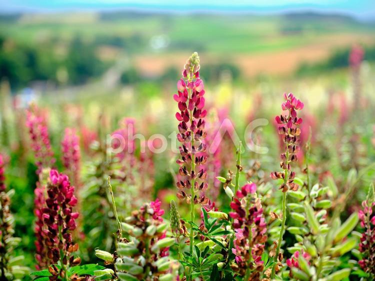 ルピナス ルピナス,花,植物の写真素材