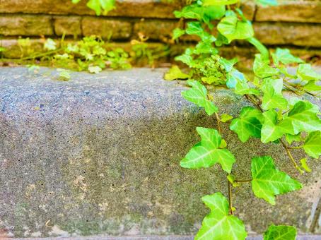 グリーン　雑草　植物　ボタニカル　ナチュラル　おしゃれの写真