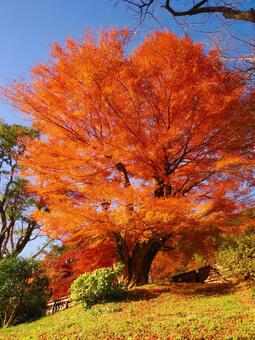 環境芸術の森 環境芸術の森,佐賀県,紅葉の写真素材