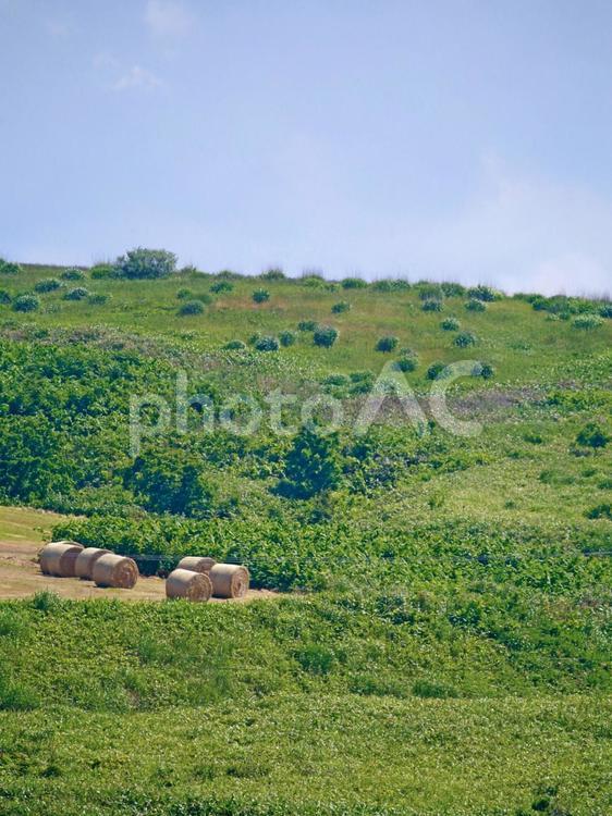 牧草ロールのある風景 牧草ロール,丘の上,北海道の写真素材