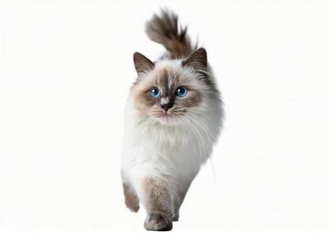 ラグドール猫 ラグドール猫の写真