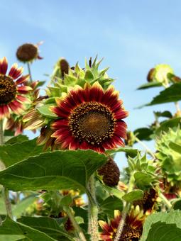 ひまわり畑に咲く赤いヒマワリ ヒマワリ,花,植物の写真素材
