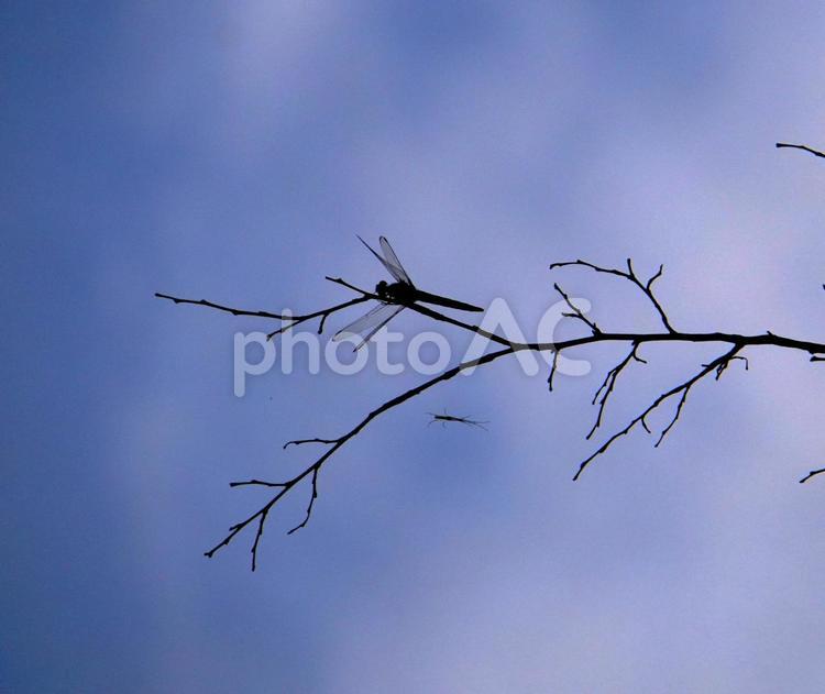 夕暮れとトンボ 空,木,枝の写真素材