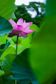 lotus, JPG lotus, лотос, копирование пространства, справочный материал, JPG