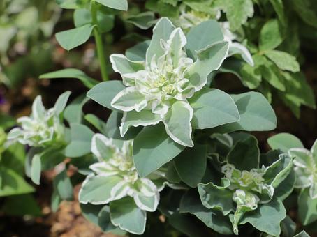 植物 初雪草(ハツユキソウ) 植物 初雪草(ハツユキソウ)の写真