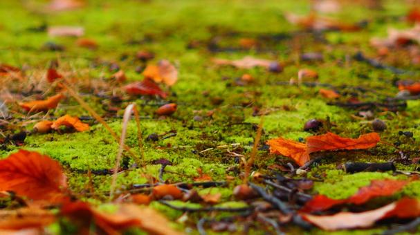 苔の上に落ちた紅葉 苔の上に落ちた紅葉 秋,10月,公園の写真素材