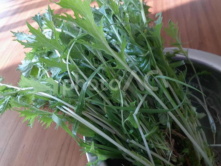 水菜　冬野菜　鍋野菜 水菜,冬野菜,鍋の写真素材