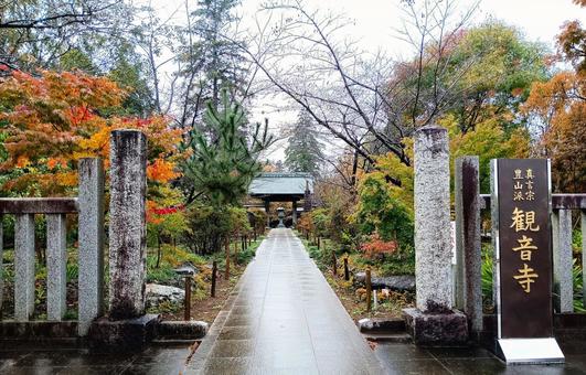 観音寺　千葉県柏市 紅葉,観音寺,参道の写真素材
